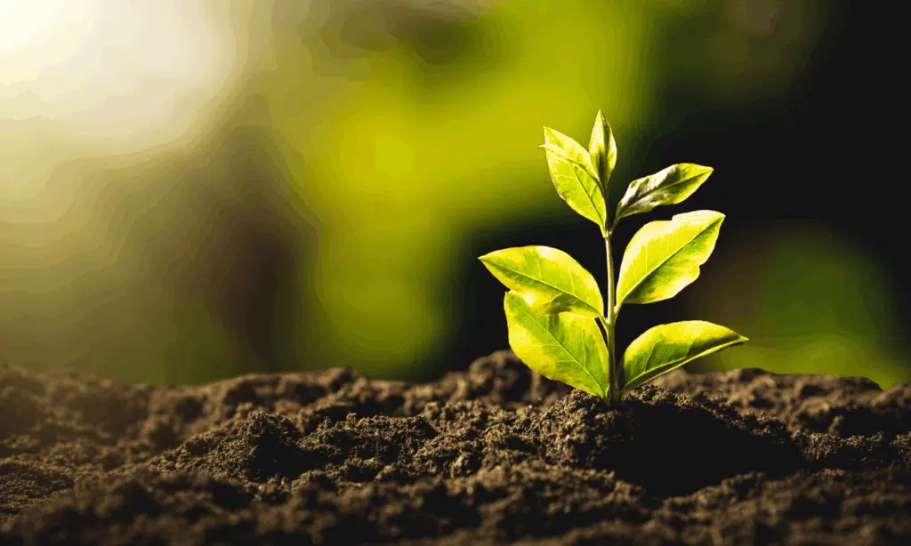 An image of a seedling growing out of some soil